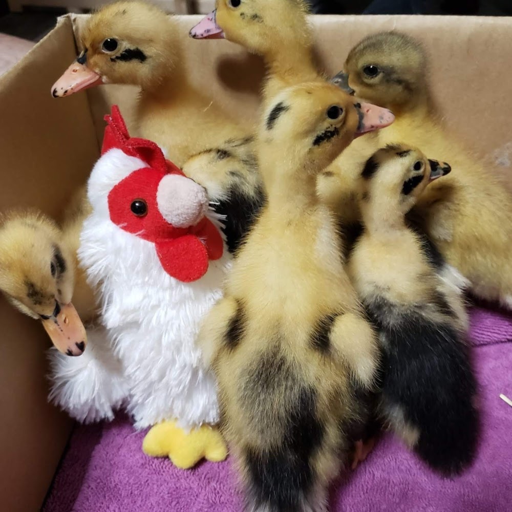 Meet your Posher, David's